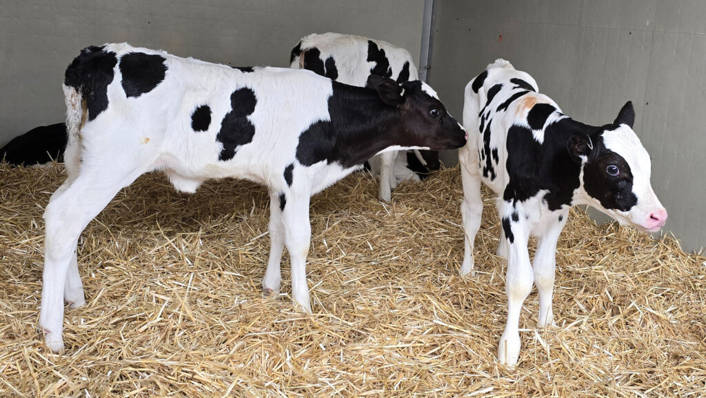 Benefits of feeding transition milk to calves