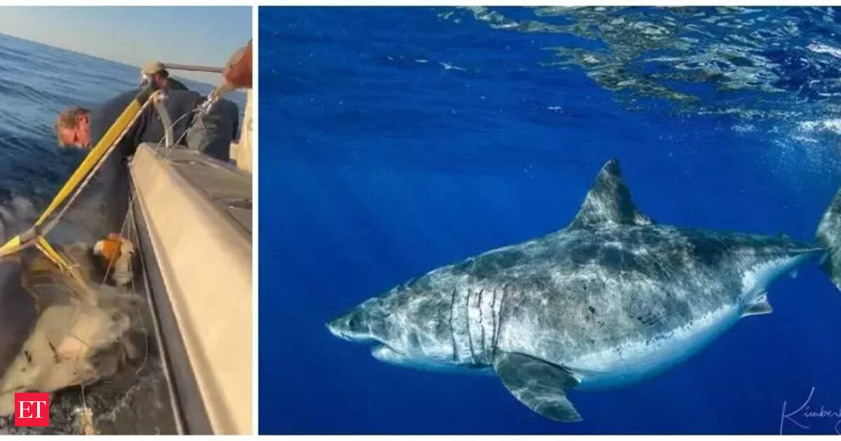 Largest male great white shark tagged in Atlantic resurfaces off Canadian coast; how it stacks up against the largest female shark