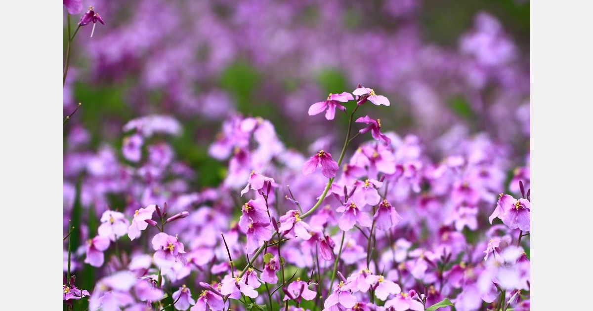 Identification and characterization of the gene associated with purple flowers