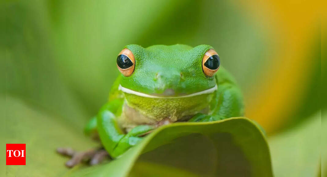 Female frogs play dead to avoid mating: Nature’s survival strategy |