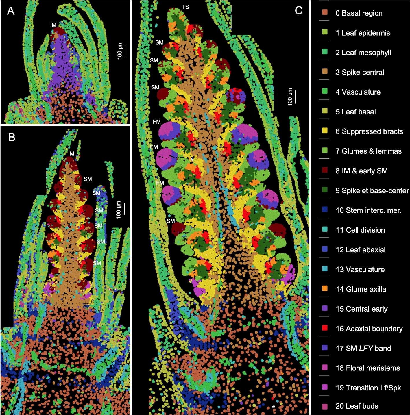 Spatial and single-cell expression analyses reveal complex expression domains in early wheat spike development | Genome Biology