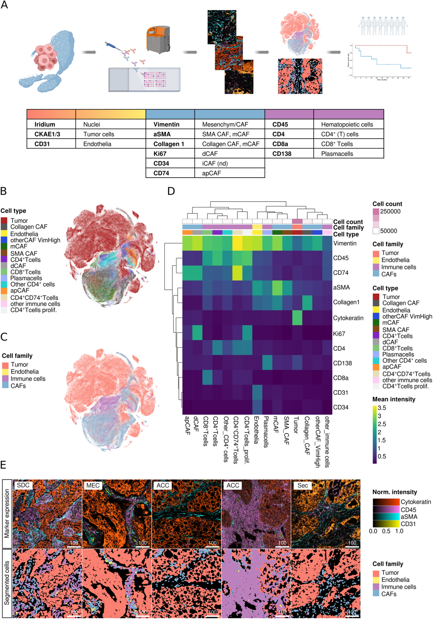 Deciphering the cellular tumor microenvironment landscape in salivary gland carcinomas using multiplexed imaging mass cytometry | Journal of Experimental & Clinical Cancer Research