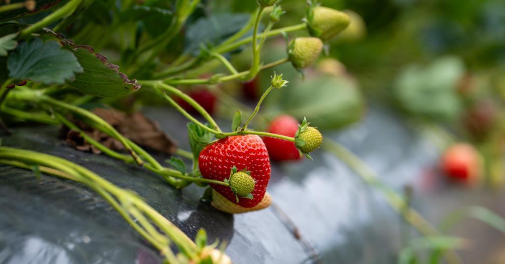 Ultraviolet light helps growers put fungicides to bed in new R&D project | News