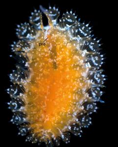 Ocean species discovered! Researchers team up to describe 14 new marine animals