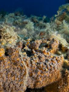 “Dual feeding” strategy helps Mediterranean coral thrive in rising sea temperatures