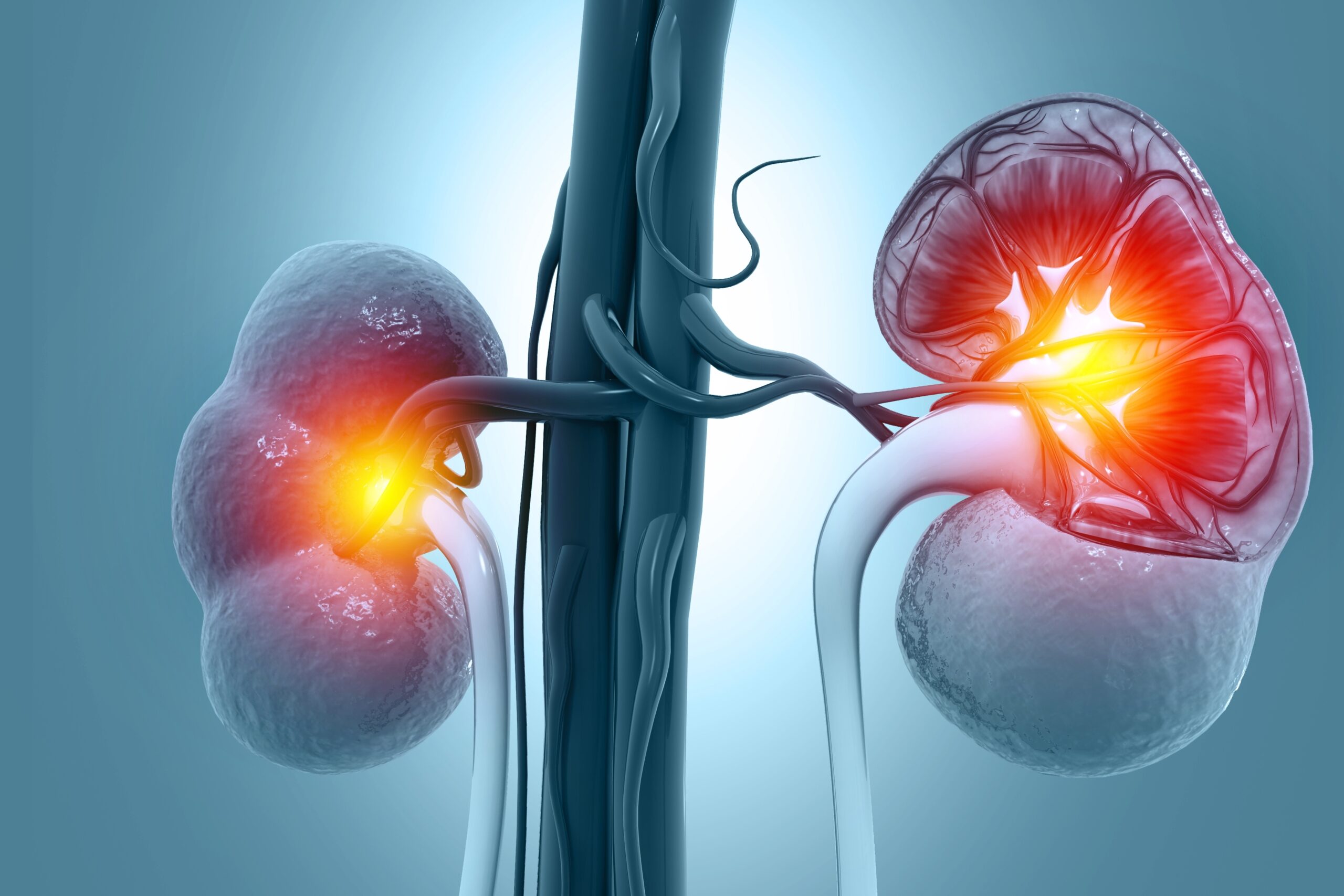 Advanced Technology Converts Donor Kidneys to Universal Blood Type O