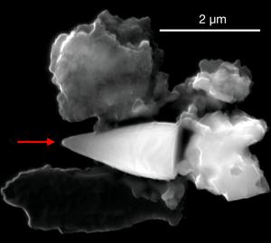 Did marine life in the palaeocene use a compass?