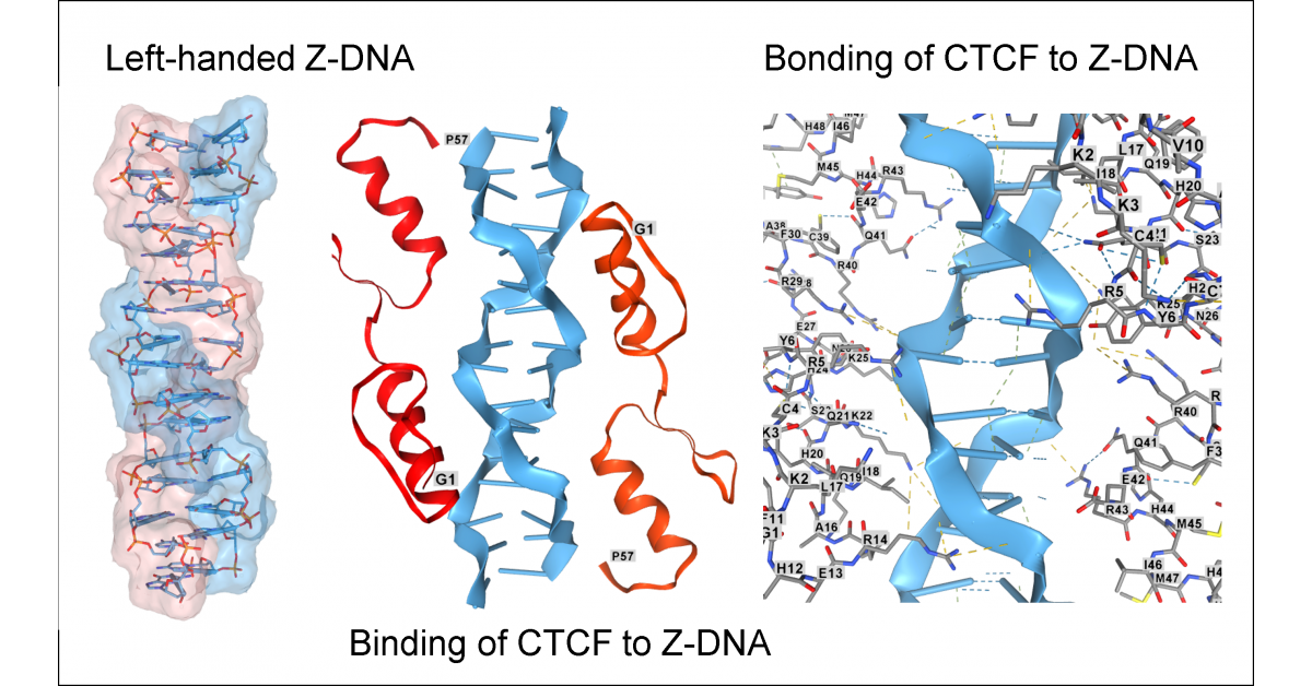 a new biological role for Z-DNA in cells