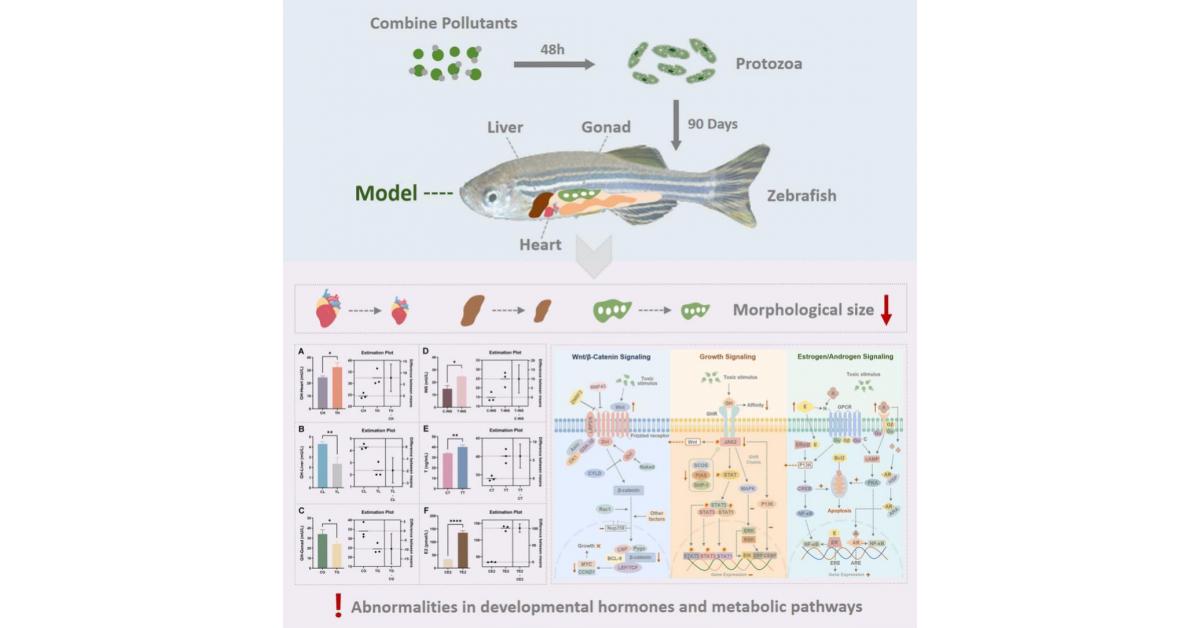 Pollutants Move Through Food Chain Affecting Organ Growth