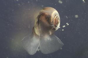 Tiny ocean organisms missing from climate models may hold the key to Earth’s carbon future