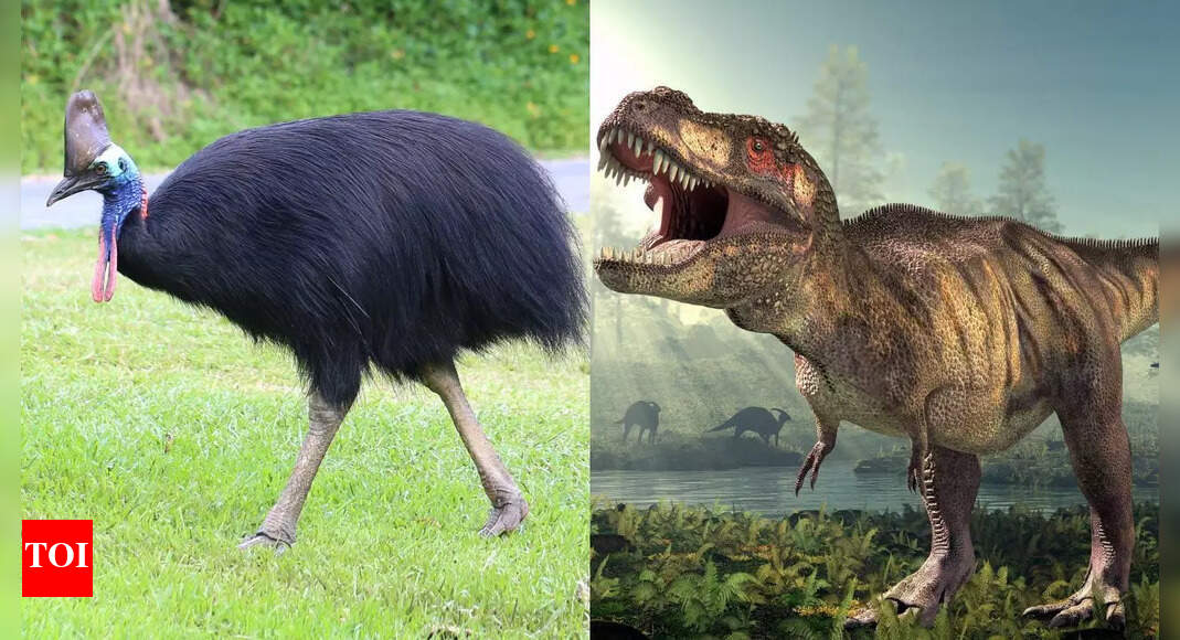 10 birds that reveal dinosaurs are still with us through their prehistoric traits, appearance, and behaviour |