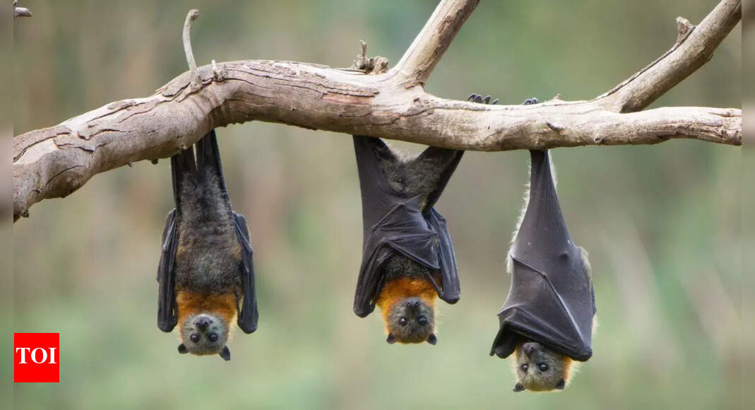 Bats have built-in GPS systems: How their brains navigate the world like living compasses |