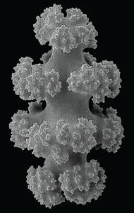 From soft to solid: How a coral stiffens its skeleton on demand