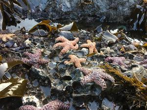 As ochre sea star ‘baby boomers’ grow up, species showing signs of recovery