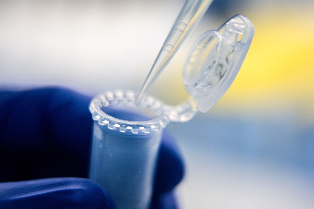 Coronavirus Found in Brazilian Bats Expands Global Map of Risk