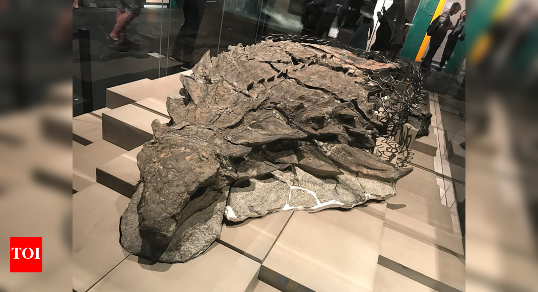 110-million-year-old dinosaur mummy found with stomach intact: Here’s why it remained preserved all this while