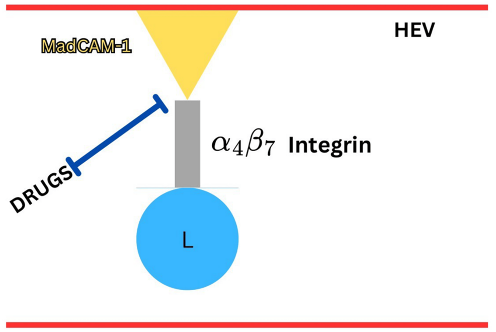 Drug Management of Inflammatory Bowel Disease (IBD): A Narrative Review