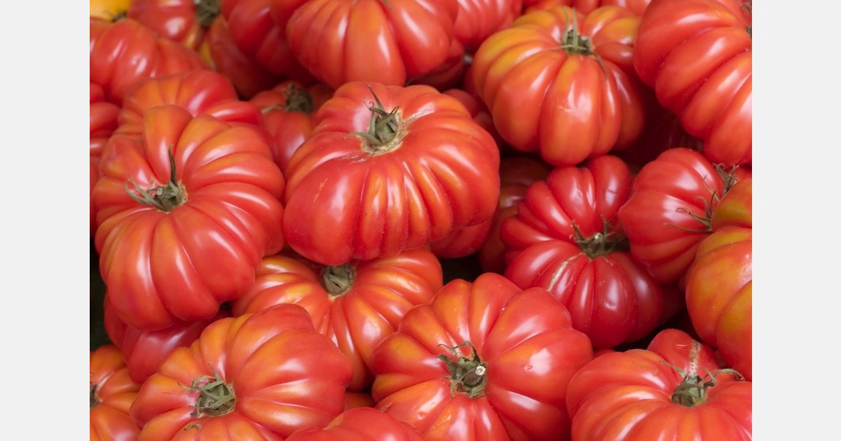 Looking at the roles genes play in the growth and aging of tomatoes