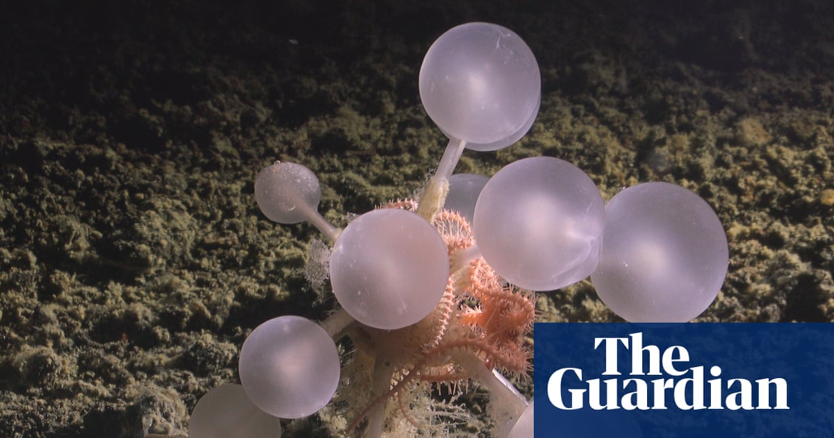 Carnivorous ‘death ball’ sponge among new species found in depths of Southern Ocean | Oceans