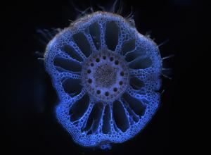 New study explores ‘legacy effects’ of soil microbes on plants across Kansas