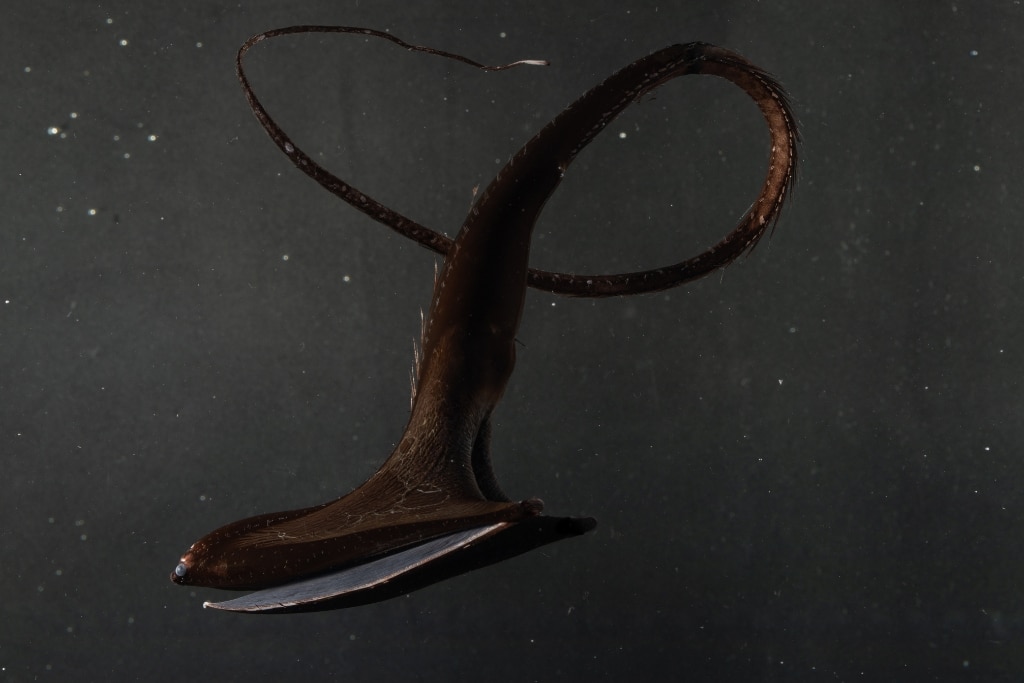 Equipped with a large, scoop-like jaw, this fish’s name—gulper eel—sums up its ability to expand its throat and stomach to accommodate food much larger than itself. Its balloon-like capacity is a helpful adaptation for an opportunistic eater—the tiny teeth that line its jaws certainly wouldn’t be up to the job alone.
