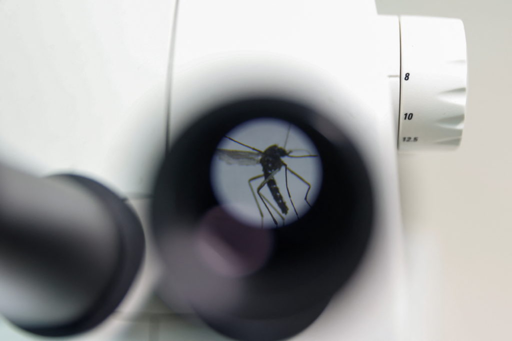 6 things to know about the chikungunya virus and its transmission in the U.S.