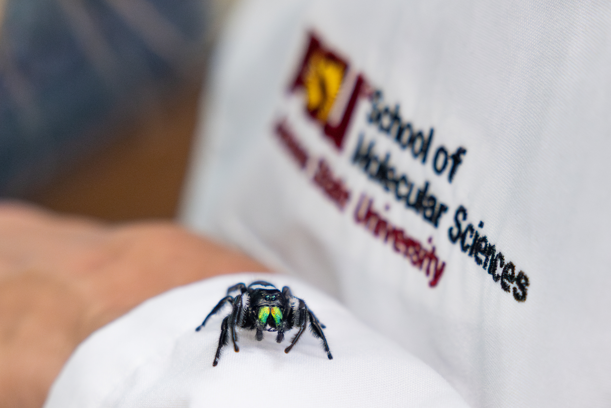 From webs to wound healing: ASU scientists harness silk for medical innovation