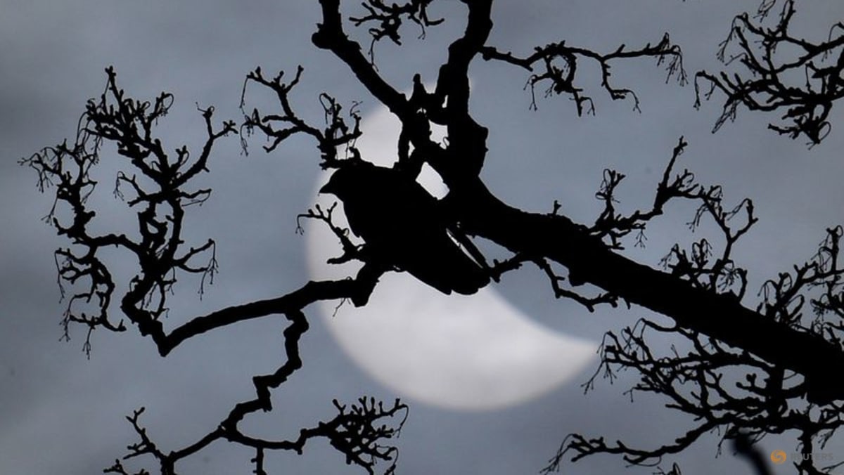 Study shows how solar eclipse made some birds sing like a new day dawned