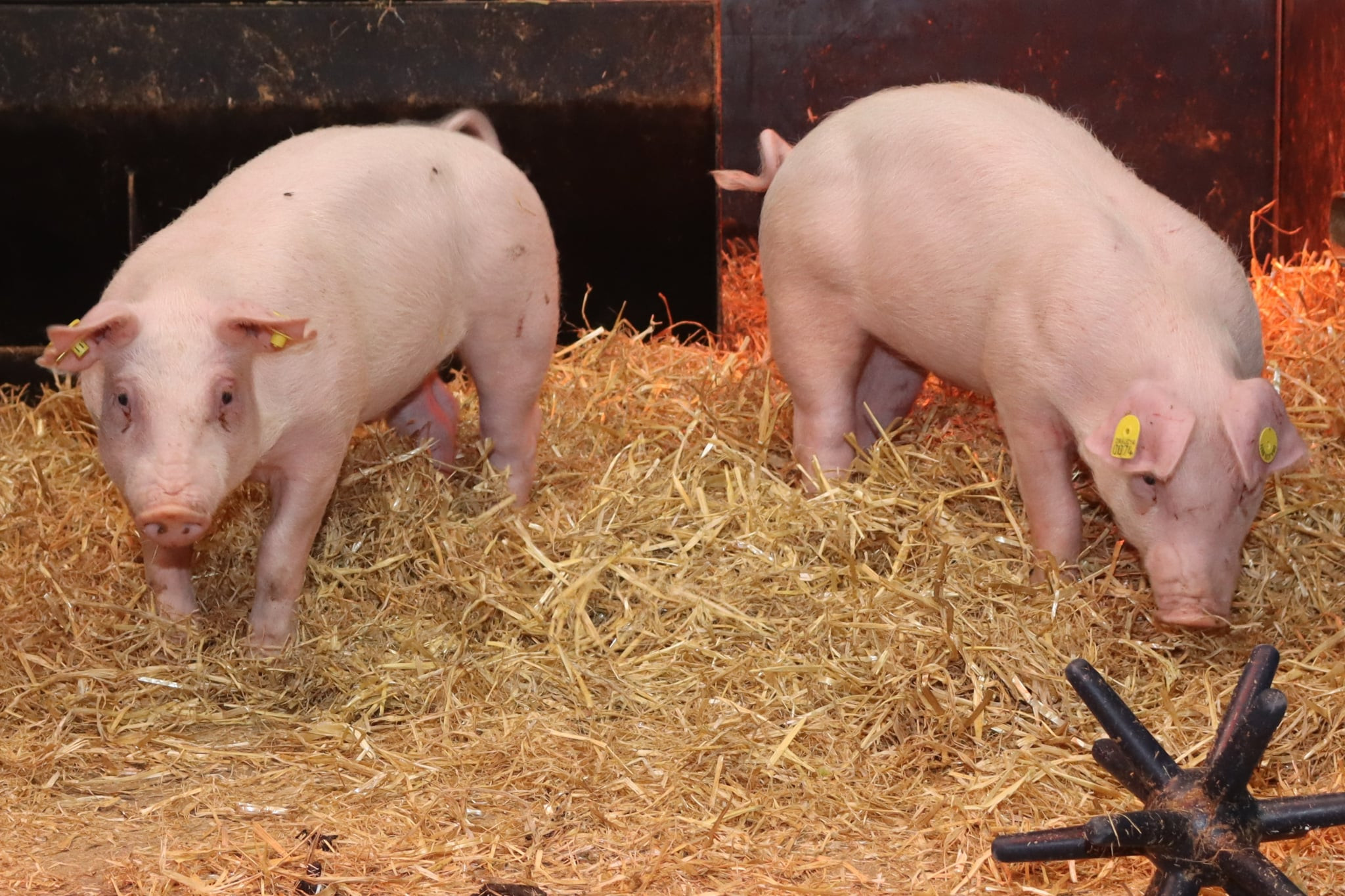 Researchers create pigs resistant to Classical Swine Fever
