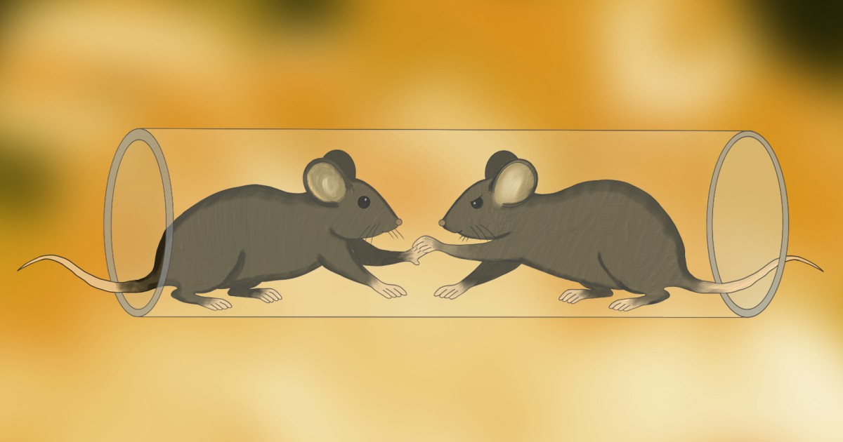 Loser’s Brain: How Neuroscience Controls Social Behavior