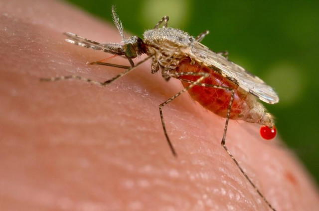 Malaria outbreak grips Hyd