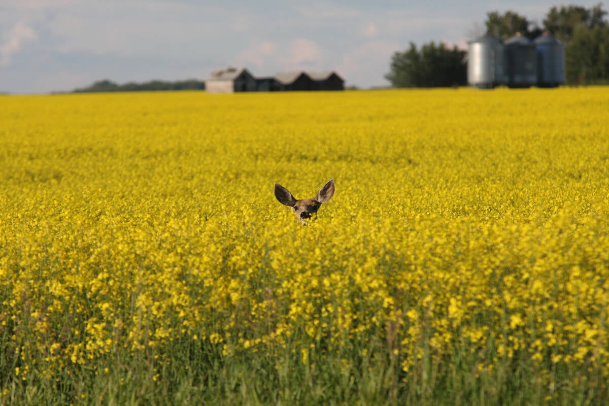 Drones now used to assess wildlife crop damage in Saskatchewan