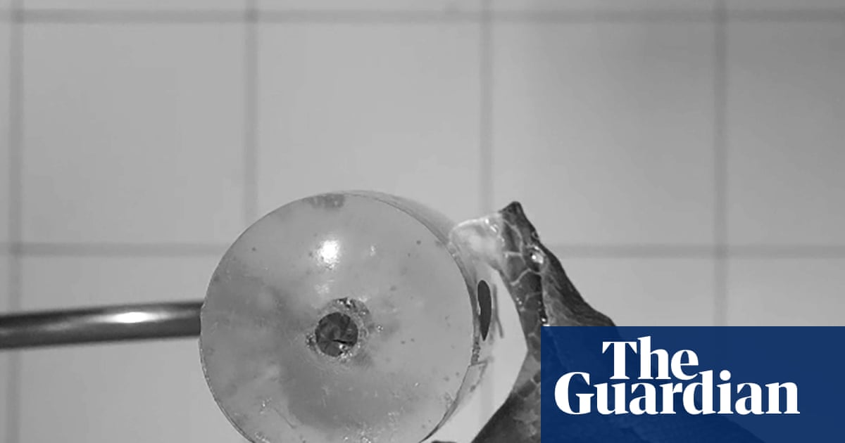 Gone in 60 milliseconds: dramatic slow-motion snake bites reveal clues about how fangs and venom kill prey | Snakes