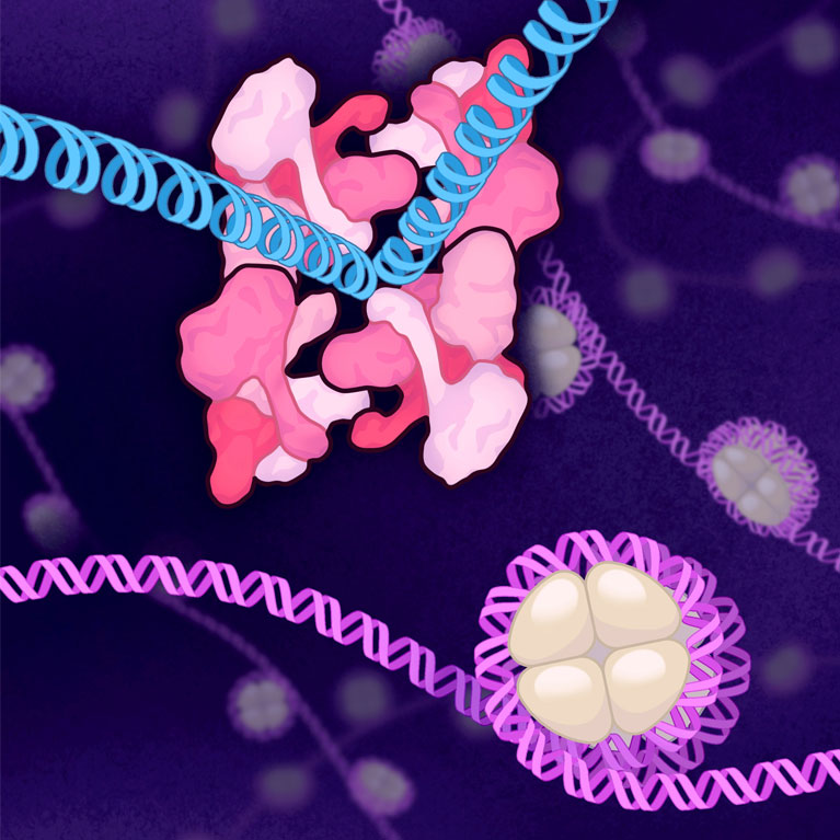 How HIV’s shape-shifting protein reveals clues for smarter drug design