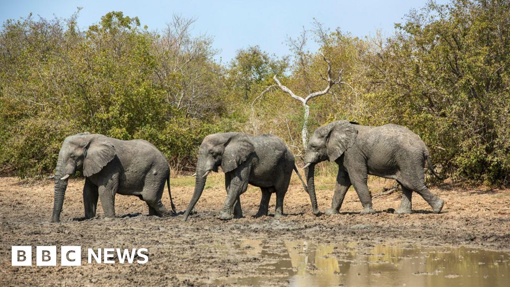 Chad restores ties with wildlife charity linked to Prince Harry
