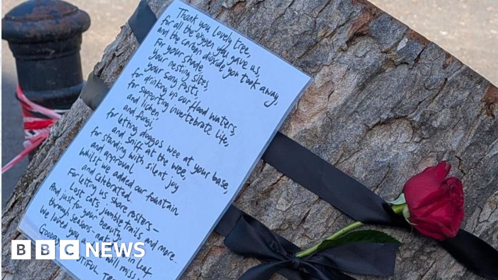 Poem to Hull tree felled in Storm Amy heartens community