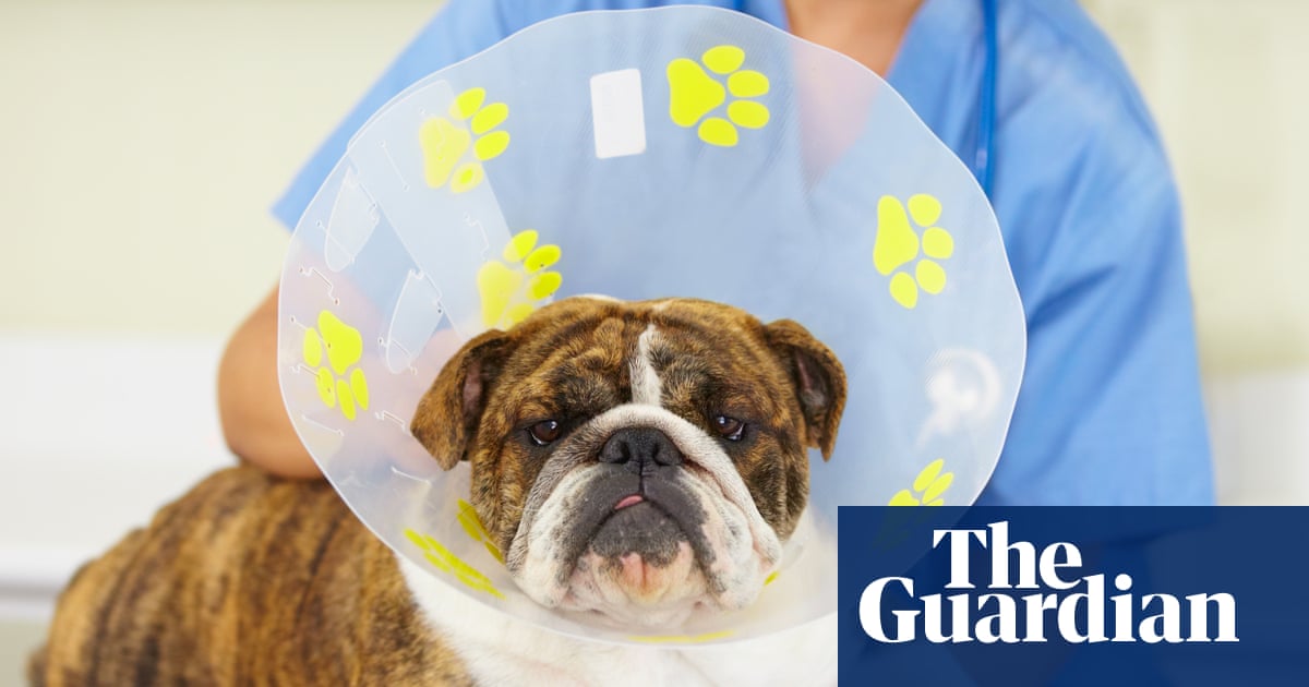 Vets could be made to publish prices after UK watchdog investigation | Competition and Markets Authority