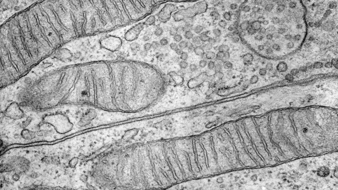 Tiny Engines Provide Energy for Life, Mapping Them Could Help Us Treat Genetic Disorders