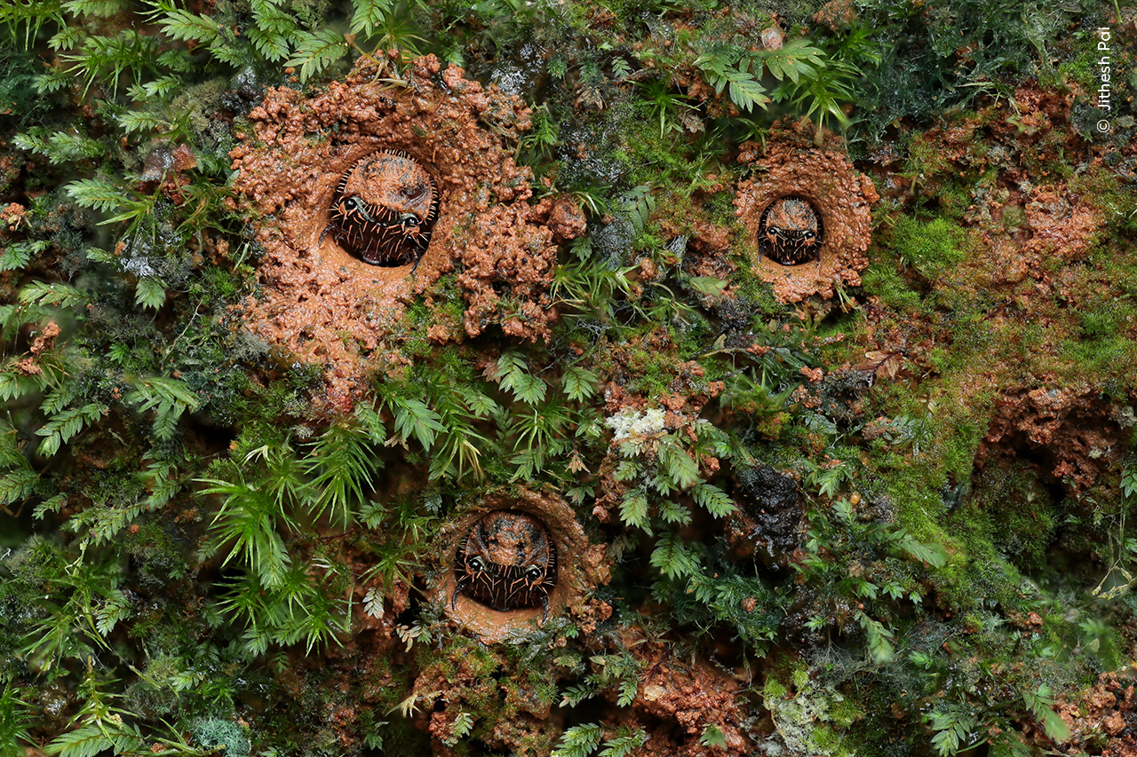 Eyes in the Moss | Wildlife Photographer of the Year