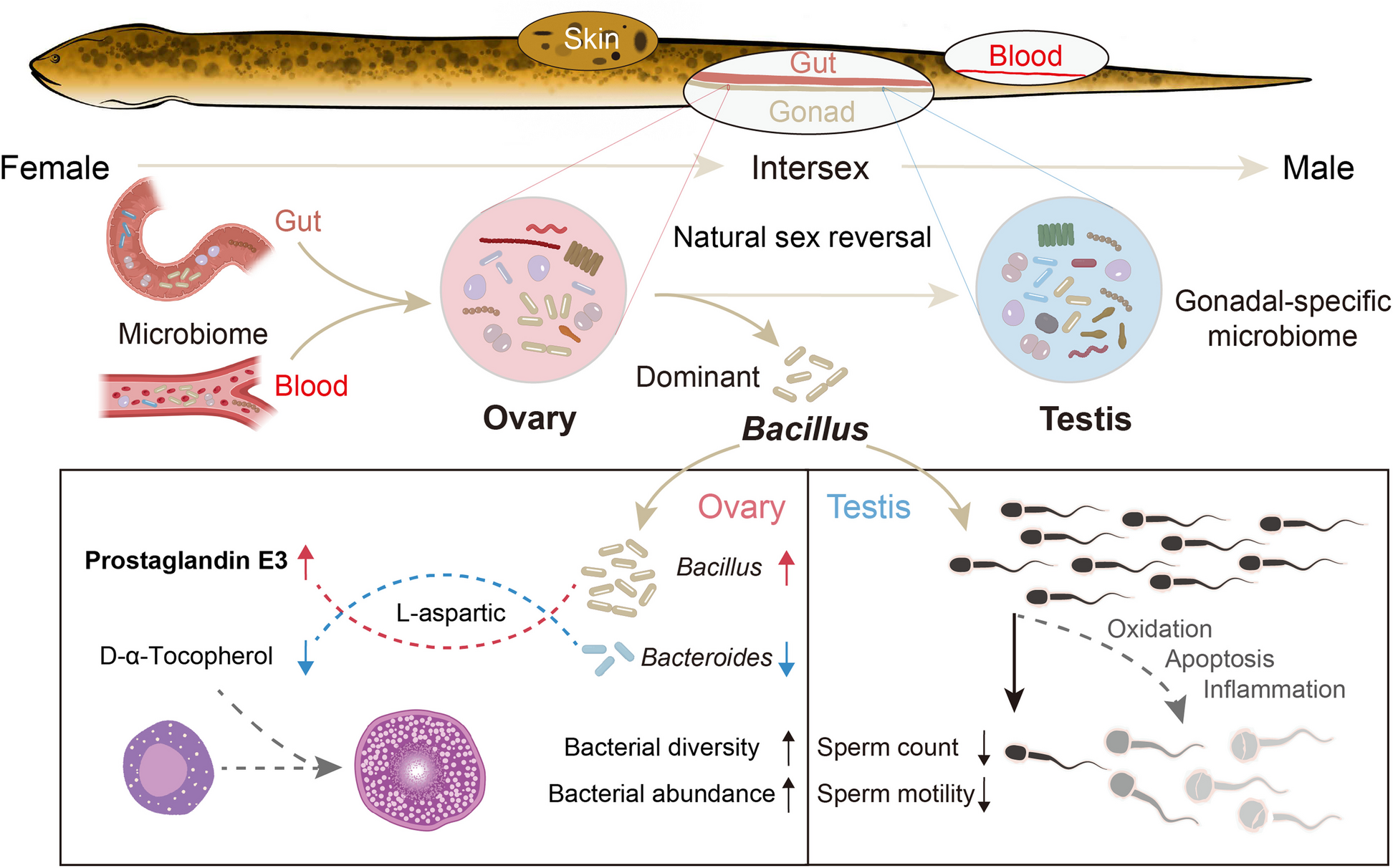 Natural sex reversal imparts permanent compositional changes to the swamp eel gonadal microbiome | Microbiome