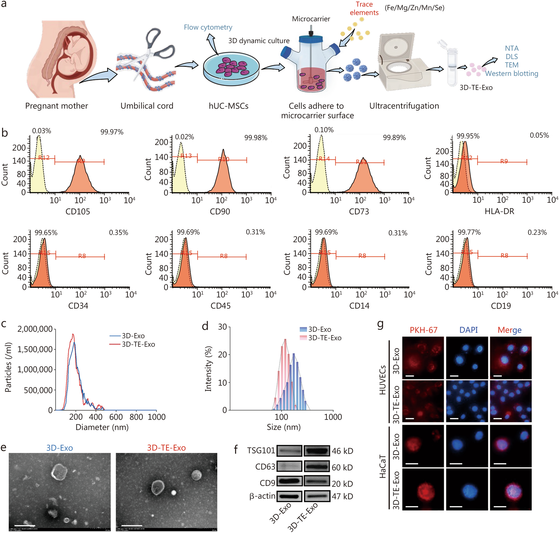Trace element-dictated exosome modules and self-adaptive dual-network hydrogel orchestrate diabetic foot regeneration through complement-mitochondria-autophagy circuitry | Military Medical Research