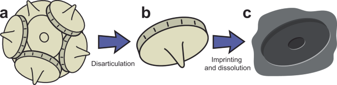 ‘Ghost’ fossils of early coccolithophores point to a Triassic diversification of marine calcifying organisms