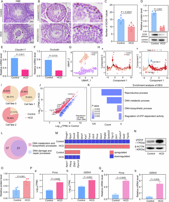 L-citrulline protects testicular Sertoli cell function by mitigating DNA damage via the gut-testis axis of sheep fed a high-concentrate diet