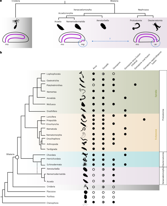 Molecular evidence from xenacoelomorph gonopore formation supports homology with the bilaterian anus