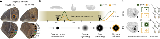 A novel Hox gene promoter fuels the evolution of adaptive phenotypic plasticity in wing eyespots of satyrid butterflies