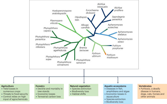 Oomycete plant pathogens: biology, pathogenesis and emerging control strategies