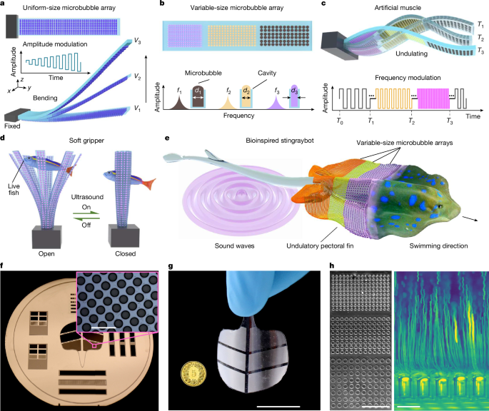 Ultrasound-driven programmable artificial muscles | Nature