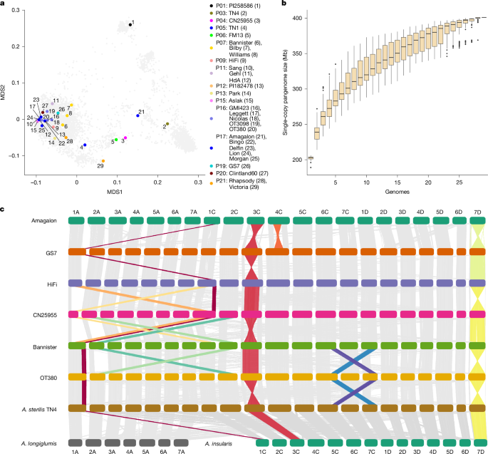 A pangenome and pantranscriptome of hexaploid oat