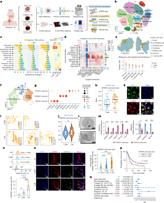Single-cell multi-omic and spatial profiling of esophageal squamous cell carcinoma reveals the immunosuppressive role of GPR116+ pericytes in cancer metastasis