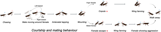 Novel insights into courtship and mating behavior of Anastatus japonicus enhance pest control and mass-rearing efficiency